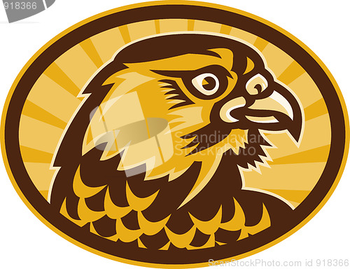 Image of Hawk or falcon looking to side