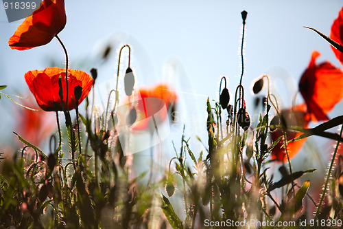 Image of Corn Poppy Flowers Papaver rhoeas