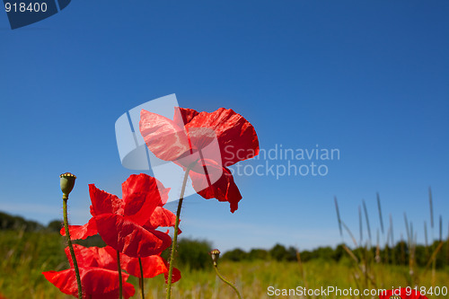 Image of Corn Poppy Flowers Papaver rhoeas