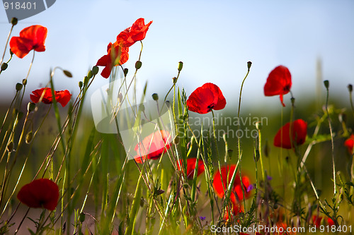 Image of Corn Poppy Flowers Papaver rhoeas