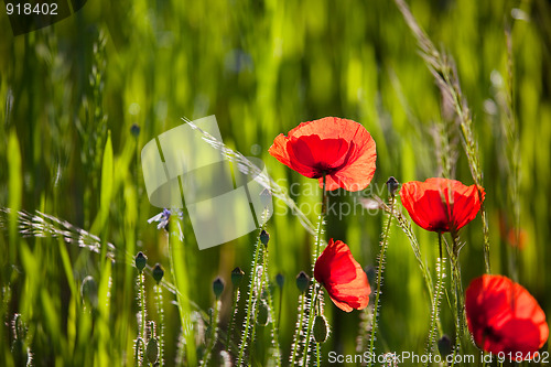 Image of Corn Poppy Flowers Papaver rhoeas