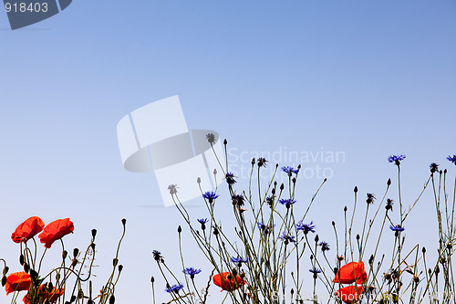 Image of Corn Poppy Flowers Papaver rhoeas