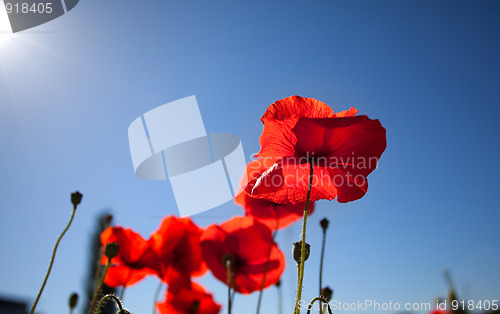 Image of Corn Poppy Flowers Papaver rhoeas