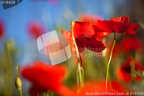 Image of Corn Poppy Flowers Papaver rhoeas