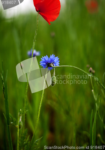 Image of Corn Poppy Flowers Papaver rhoeas