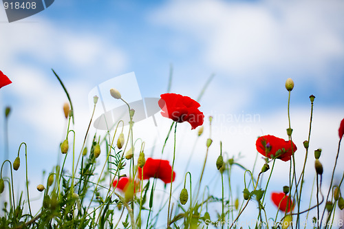 Image of Corn Poppy Flowers Papaver rhoeas