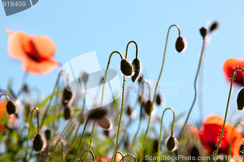 Image of Corn Poppy Flowers Papaver rhoeas