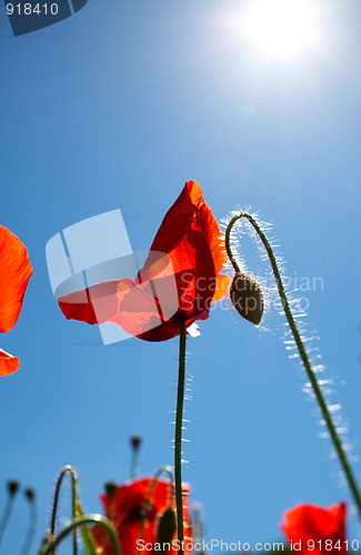 Image of Corn Poppy Flowers Papaver rhoeas