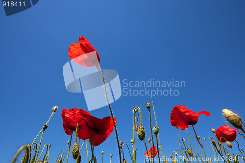 Image of Corn Poppy Flowers Papaver rhoeas