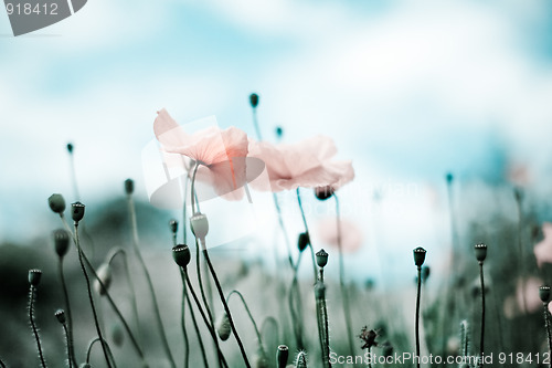 Image of Corn Poppy Flowers Papaver rhoeas