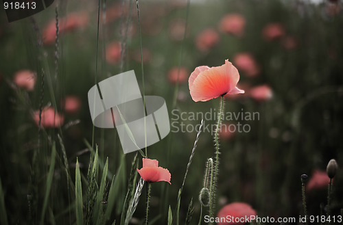 Image of Corn Poppy Flowers Papaver rhoeas