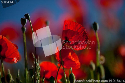 Image of Corn Poppy Flowers Papaver rhoeas