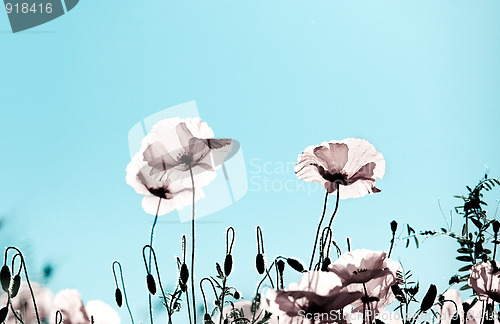 Image of Corn Poppy Flowers Papaver rhoeas