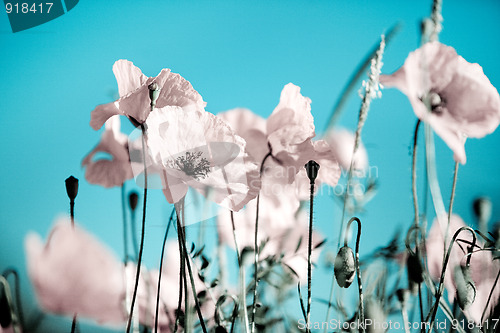 Image of Corn Poppy Flowers Papaver rhoeas