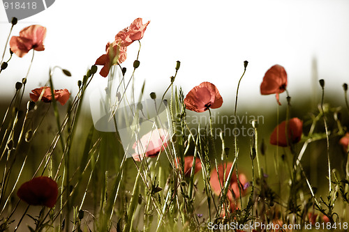 Image of Corn Poppy Flowers Papaver rhoeas