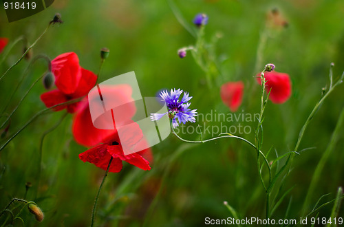 Image of Corn Poppy Flowers Papaver rhoeas