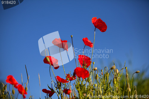 Image of Corn Poppy Flowers Papaver rhoeas