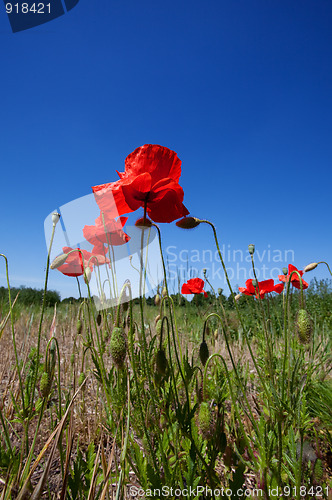 Image of Corn Poppy Flowers Papaver rhoeas