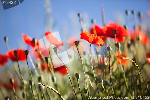 Image of Corn Poppy Flowers Papaver rhoeas