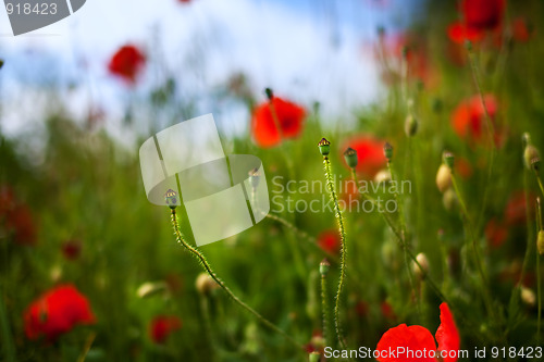 Image of Corn Poppy Flowers Papaver rhoeas