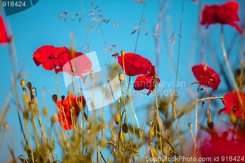 Image of Corn Poppy Flowers Papaver rhoeas