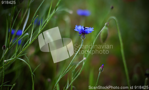 Image of Corn Poppy Flowers Papaver rhoeas