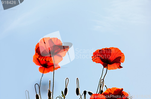 Image of Corn Poppy Flowers Papaver rhoeas