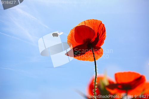 Image of Corn Poppy Flowers Papaver rhoeas