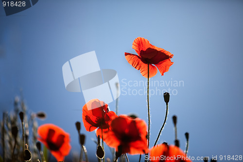 Image of Corn Poppy Flowers Papaver rhoeas