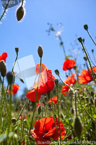 Image of Corn Poppy Flowers Papaver rhoeas