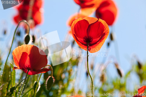 Image of Corn Poppy Flowers Papaver rhoeas