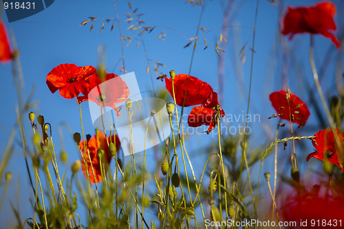 Image of Corn Poppy Flowers Papaver rhoeas