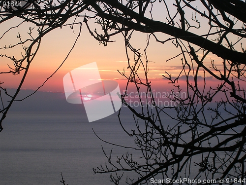 Image of sunset through a tree