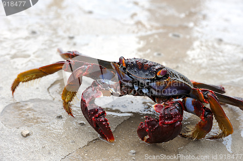 Image of Close up of live crab