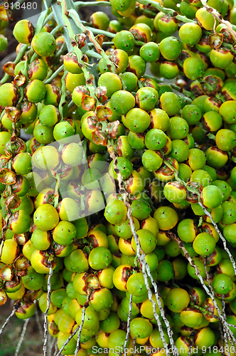 Image of Palm tree fruit - Neodypsis – botanical garden Funchal, Madeira