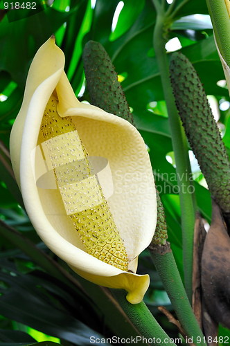 Image of Close up of Philodendron flower