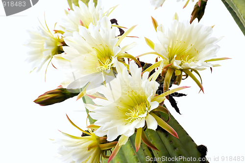 Image of Close up of cactus flowers – Trichocereus scopulicolus