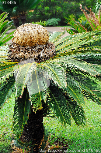 Image of Cycas revoluta (sago cycad) – botanical garden Funchal, Madeira.