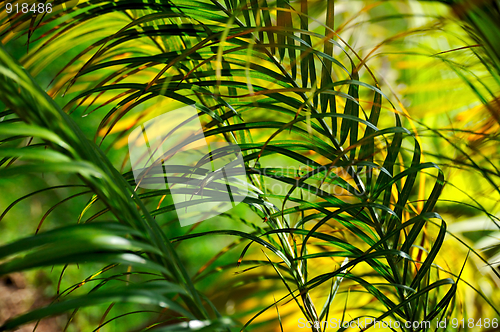 Image of Palm tree leaves– Neodypsis - abstract background