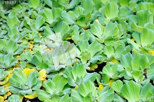 Image of Pistia (Water cabbage) - detail