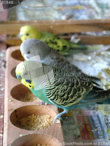 Image of budgerigar, birds,