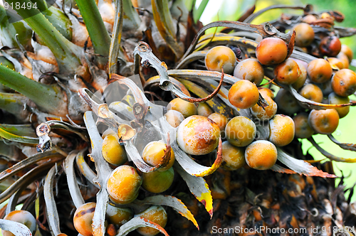 Image of Close up of palm tree fruit - Cycas circinalis