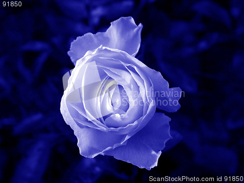 Image of rose