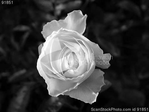 Image of rose