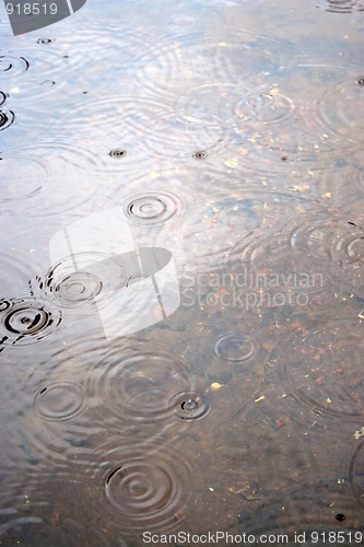 Image of Raindrop Water Ripples