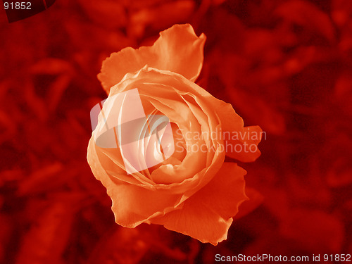 Image of rose