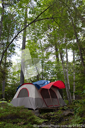 Image of Forest Tent Camping 