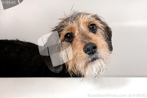 Image of Dog In the Bath Tub