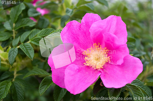 Image of Rugosa Rose