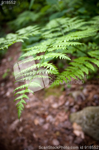 Image of Forest Fern Leaves